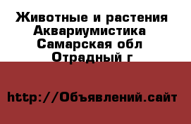 Животные и растения Аквариумистика. Самарская обл.,Отрадный г.